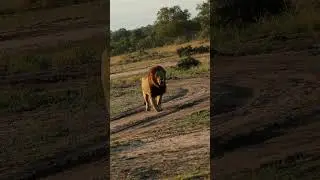 Male Lion on the Run!
