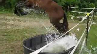 Friesian playing in the water tub