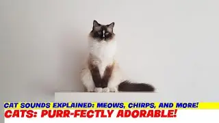 Cat Sounds Explained: Meows, Chirps, and More!