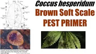 Coccus hesperidum [Brown Soft Scale] #PestPrimer