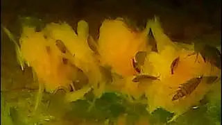 Мексиканский бокоплав Hyalella azteca