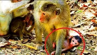 It very pity on newborn | Why mum do like this on baby ? Very cute female baby #355