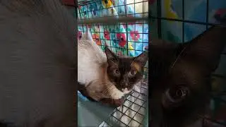 130 feral cats fixed in 2023!