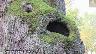 WĘGL&Oacute;WKA - KIERUNEK  KROSNO ...