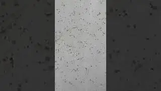 Trial Breeding Rasbora Galaxy Menggunakan Sistem Filter Under grippel Part 3
