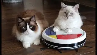 Ragdoll Cats vs. VANiGO Robot Vacuum Cleaner  (funny)