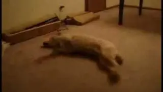 dog sleeprunning