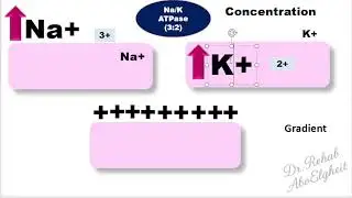 Primary versus Secondary active transport