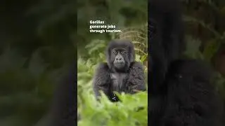 World Gorilla Day 2025 | Wild Africa