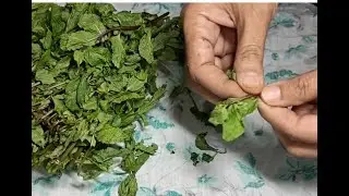 How to clean and store mint leaves for 7 days to 1 year !! झटपट पुदीना कैसे साफ करें.