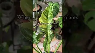 Aim to thrive like your plants during the growing season 🌱  #plants #growingplants #plantas