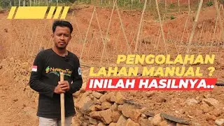 PENGOLAHAN LAHAN BUAH NAGA SECARA MANUAL ?  HASILNYA MENAKJUBKAN ||#buahnagakuning