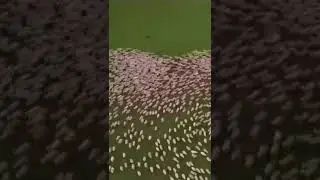 A big Sheep Herd #shorts #sheep #viral #youtubeshorts