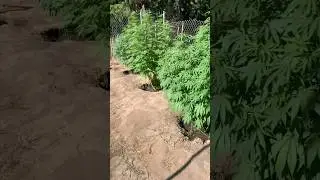 Oregon Cannabis Garden update July 22 #cannabiseducation