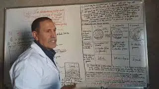 LA GEOLOGIE:la granitisation et sa relation avec le metamorphisme
