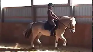 Ysbet, Fjord mare for sale