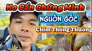 Chim Thông Thường Ko Cần Chứng Minh Nguồn Gốc Khi Nuôi Kiểng Tại Nhà