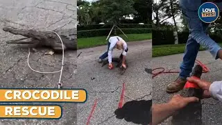 Crocodile rescue mission in action! 😯🐊🌿 | LOVE THIS!