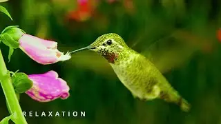 Relaxing Harp Music &mdash; Ambient Atmospheric Sounds for Peace and Serenity (AI by Suno)