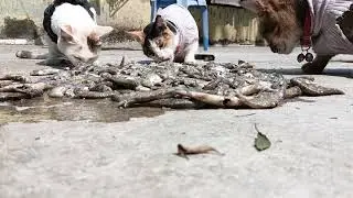 Cats are eating fish