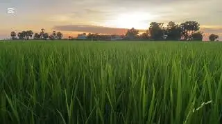 Paddy field and nature sounds ☘️