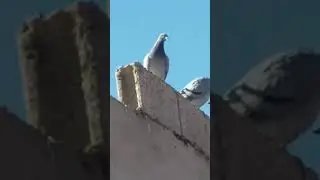 مطلق تدريبي 40 كلم مع جمعية أبطال واد نون ݣلميم ،الحصيلة 30/30 في مجموعة واحدة اللهم بارك