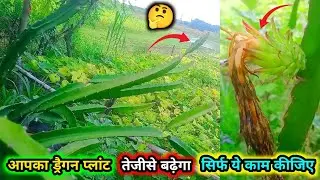 Why your Dragon Fruit Plants are not Growing Properly 🤔 // How to Remove Flower Form Dragon Fruit