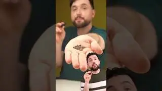 PLANTEI PINHEIRO NO VASO! #shorts #fyp #viral