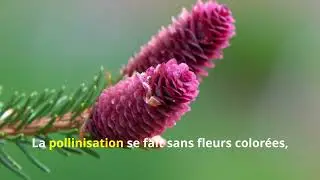 🌲 Gymnospermes : Les Plantes Sans Fleurs Ni Fruits… Mais Avec Graines !