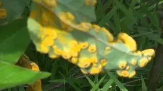 On The Mothman Trail - At The TNT Area - Strange Plant Life
