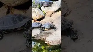 tortoise sun bath enjoying #animals #shorts