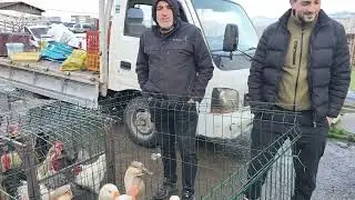 Tuzla Aydınlı Canlı Hayvan Pazarı #Tavuk #Horoz #Kaz #Hindi #&Ouml;rdek #civciv #Muhabbet #Kanarya #Saka