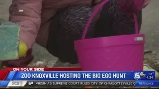 Zoo Knoxville egg hunt includes prizes, memberships