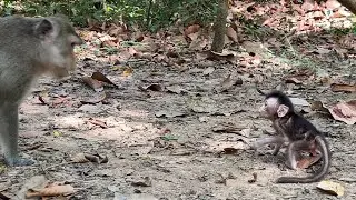 The Beautiful mom Anna education cute tiny baby Amina how to walk perfectly 