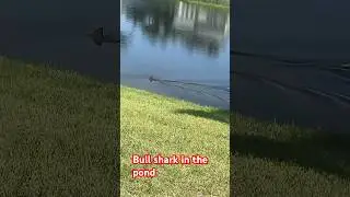 Here he is. The famous bull shark in the pond. Been here over 5 Years. It&rsquo;s no lie. #shark #fish
