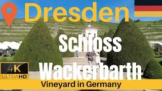 Vineyard in Germany: Discover the Enchanting Splendour of Dresden's Schloss Wackerbath