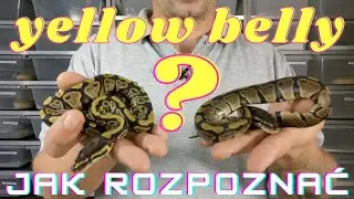 Yellow Belly Jak rozpoznać ? Pyton królewski, odmiany barwne