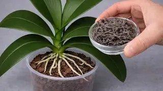 Just One Cup of Green Tea 🌿 Orchids Grow Roots Rapidly, Sprout Strong and Healthy