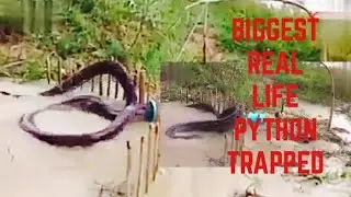 The Biggest real PYTHON trapped while eating chicken 😨😨😨😱😱