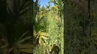 Master oil garden 