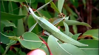 Phasmid - Giant Stick Insect / Leaf Insect - Tropidoderus childrenii