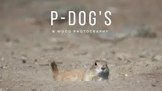 Black-tailed Prairie Dog (Cynomys ludovicianus) | 4 Interesting & Fun Facts   🐿️