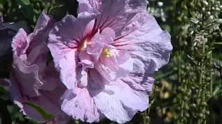 Hibiscus syriacus 'Lavender Chiffon'