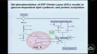 IDH Mutations: Oncometabolite Deregulation of Epigenetic Remodeling