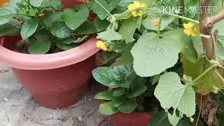 Dekho mere free ke plant, grow winter vegetables in my style