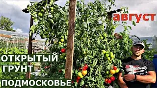 OPEN GROUND TOMATOES ARE NOT SUSCEPTIBLE FOR PHYTOPHTHORIA: Crimson Crash, Crimson Cocktail, Crim...