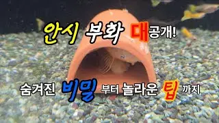 안시 부화하는 방법 !!