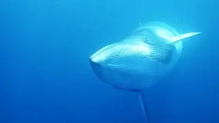 News Review: Japan's hunt for whales