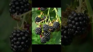 World nature #fruits#amazingfruits