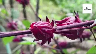 Experience the Essence of BongVeda's Roselle Farm Tour